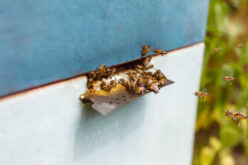 Humane Honey Bee Removal Methods That Protect Pollinators and Your Property