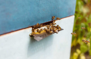 Humane Honey Bee Removal Methods That Protect Pollinators and Your Property