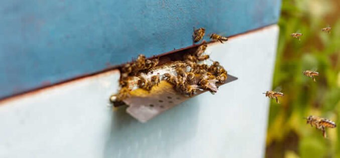 Humane Honey Bee Removal Methods That Protect Pollinators and Your Property