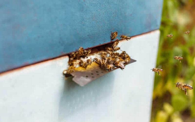 Humane Honey Bee Removal Methods That Protect Pollinators and Your Property