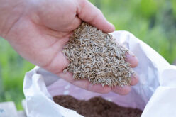 Guide to Fall Aeration and Seeding for a Lush Lawn