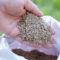 Guide to Fall Aeration and Seeding for a Lush Lawn
