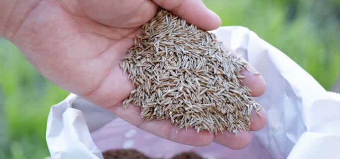 Guide to Fall Aeration and Seeding for a Lush Lawn
