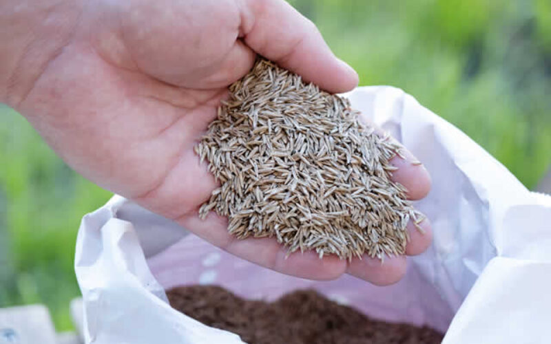 Guide to Fall Aeration and Seeding for a Lush Lawn