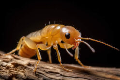 Understanding Termite Life Cycle: How They Destroy Your Property