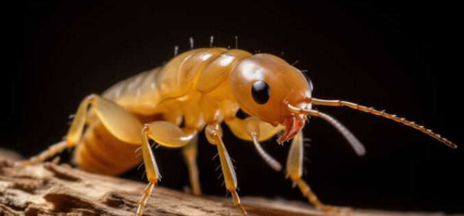 Understanding Termite Life Cycle: How They Destroy Your Property