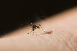 Mosquito Control: A Guide to Balancing Health and the Environment