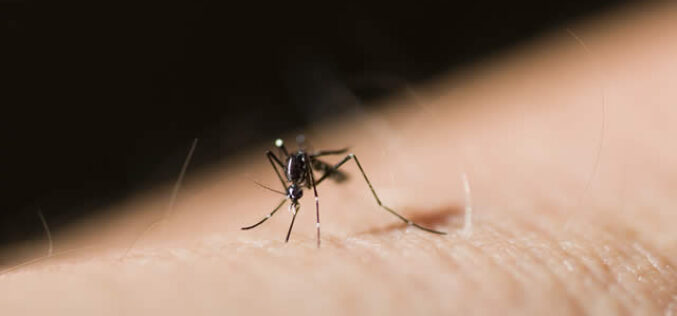 Mosquito Control: A Guide to Balancing Health and the Environment