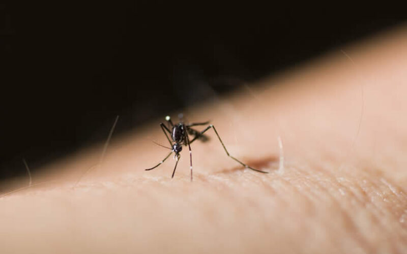 Mosquito Control: A Guide to Balancing Health and the Environment
