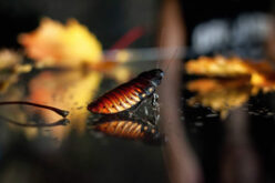 How to Protect Your Home from Common Pests