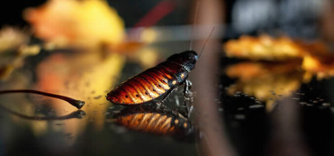 How to Protect Your Home from Common Pests