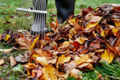Fall Leaf Raking: The Complete Guide to When, Why, and How