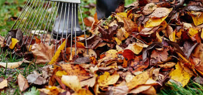 Fall Leaf Raking: The Complete Guide to When, Why, and How
