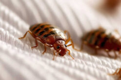 Super Bedbugs: How to Detect and Eliminate Resistant Infestations