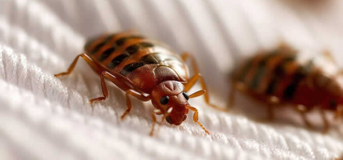Super Bedbugs: How to Detect and Eliminate Resistant Infestations