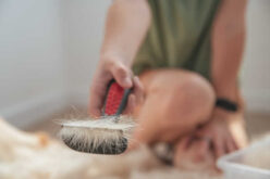 How to Best Manage Pet Hair to Preserve a Hypoallergenic Home