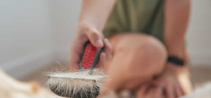 How to Best Manage Pet Hair to Preserve a Hypoallergenic Home