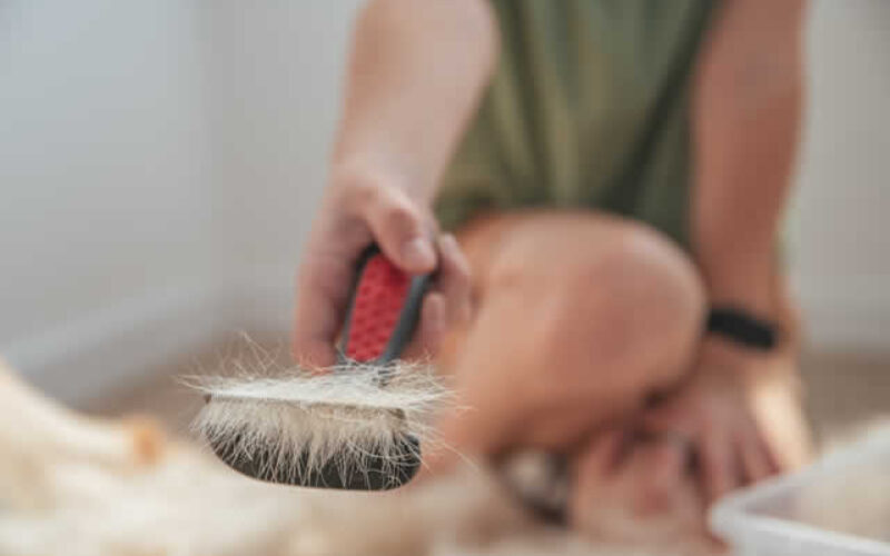 How to Best Manage Pet Hair to Preserve a Hypoallergenic Home