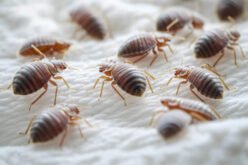 Effective Strategies to Prevent Bed Bug Infestations in Your Home