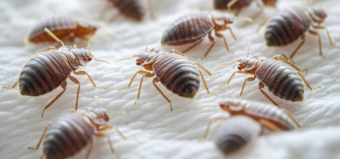 Effective Strategies to Prevent Bed Bug Infestations in Your Home