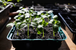 Start Seedlings Indoors For Spring Planting