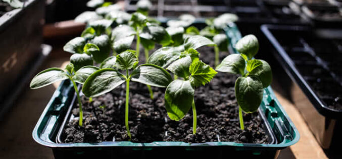 Start Seedlings Indoors For Spring Planting