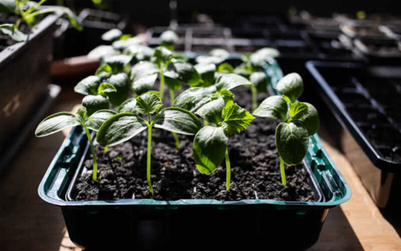 Start Seedlings Indoors For Spring Planting