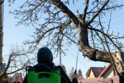 Branching Out Safely: Your Guide to DIY Winter Tree Trimming