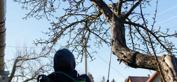 Branching Out Safely: Your Guide to DIY Winter Tree Trimming