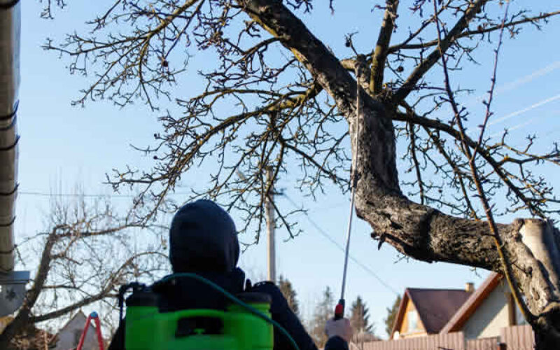 Branching Out Safely: Your Guide to DIY Winter Tree Trimming