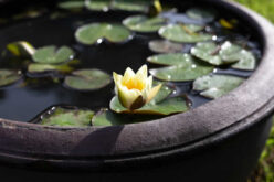 Bring Nature Home: How to Build a Beautiful Container Pond
