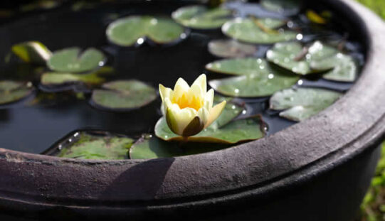 Bring Nature Home: How to Build a Beautiful Container Pond