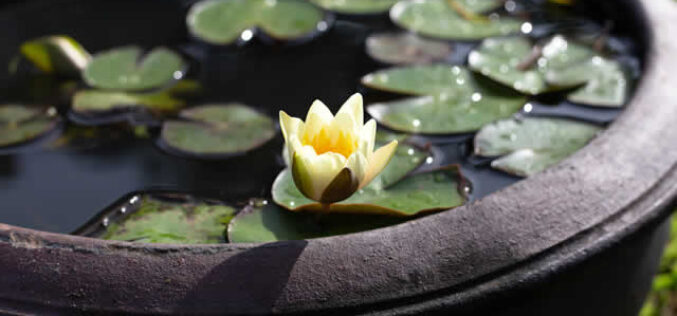 Bring Nature Home: How to Build a Beautiful Container Pond