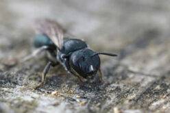 Silent Destroyers: Navigating The Risks Of Carpenter Bees And Ants In Your Home