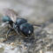 Silent Destroyers: Navigating The Risks Of Carpenter Bees And Ants In Your Home