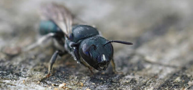 Silent Destroyers: Navigating The Risks Of Carpenter Bees And Ants In Your Home