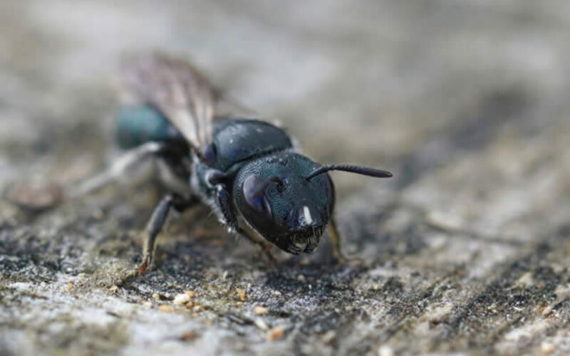 Silent Destroyers: Navigating The Risks Of Carpenter Bees And Ants In Your Home