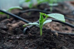 Unlocking Efficiency: The Benefits of Drip Irrigation