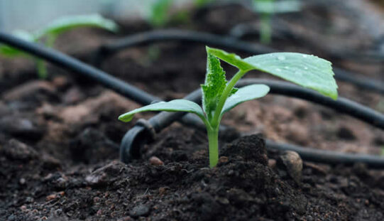 Unlocking Efficiency: The Benefits of Drip Irrigation