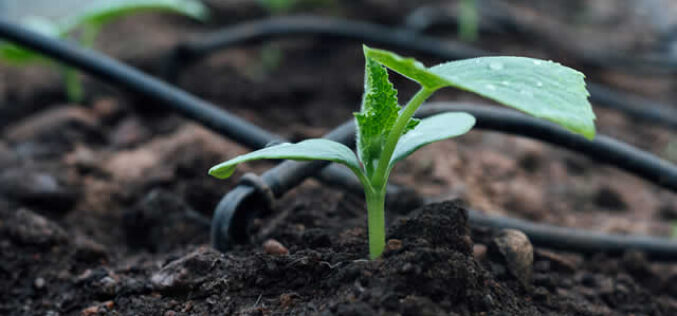 Unlocking Efficiency: The Benefits of Drip Irrigation