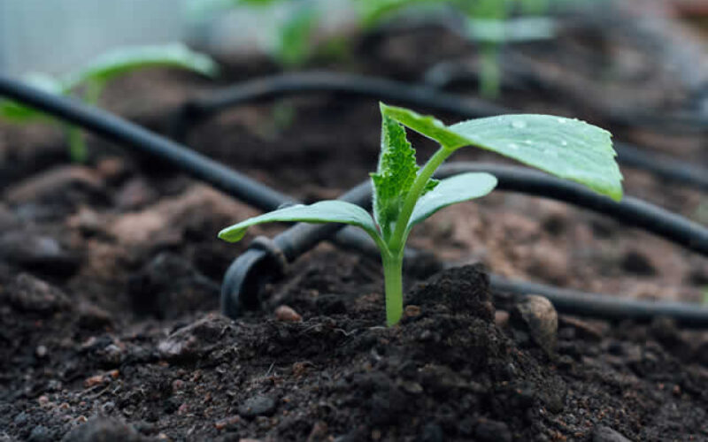 Unlocking Efficiency: The Benefits of Drip Irrigation