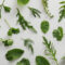 Best Medicinal Herbs to Plant for Home Health