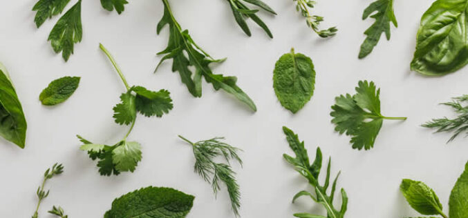 Best Medicinal Herbs to Plant for Home Health