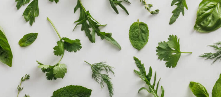 Best Medicinal Herbs to Plant for Home Health
