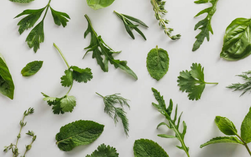 Best Medicinal Herbs to Plant for Home Health