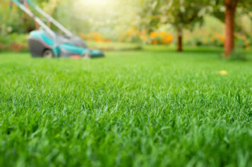 Achieving Your Dream Lawn: A Seasonal Guide