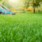 Achieving Your Dream Lawn: A Seasonal Guide