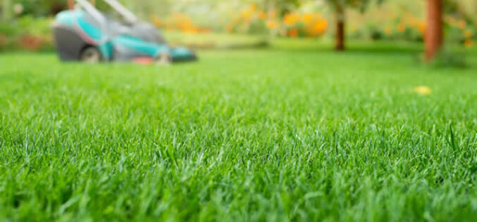 Achieving Your Dream Lawn: A Seasonal Guide