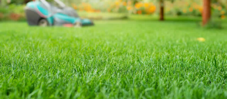 Achieving Your Dream Lawn: A Seasonal Guide