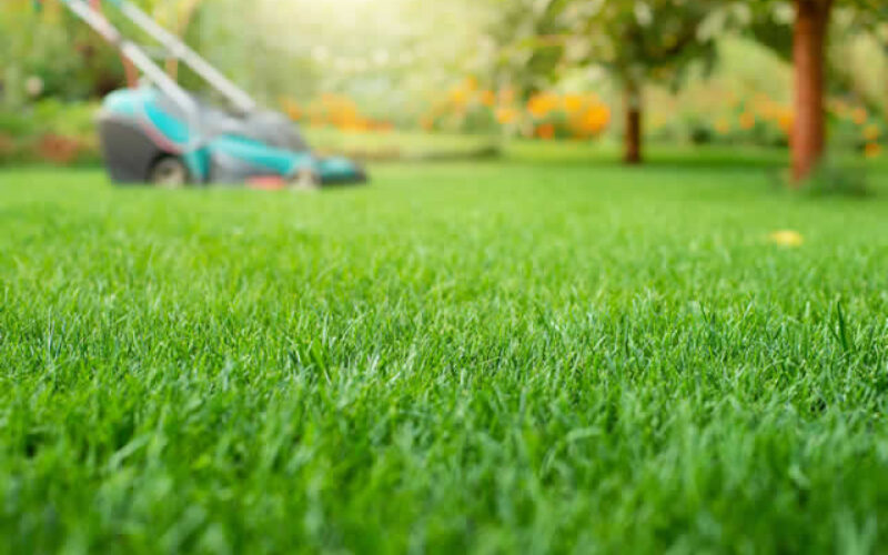 Achieving Your Dream Lawn: A Seasonal Guide